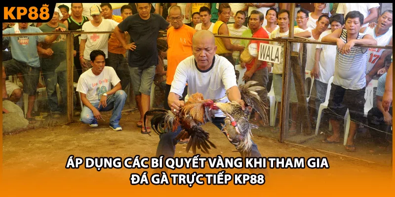 Áp dụng các bí quyết vàng khi tham gia đá gà trực tiếp KP88