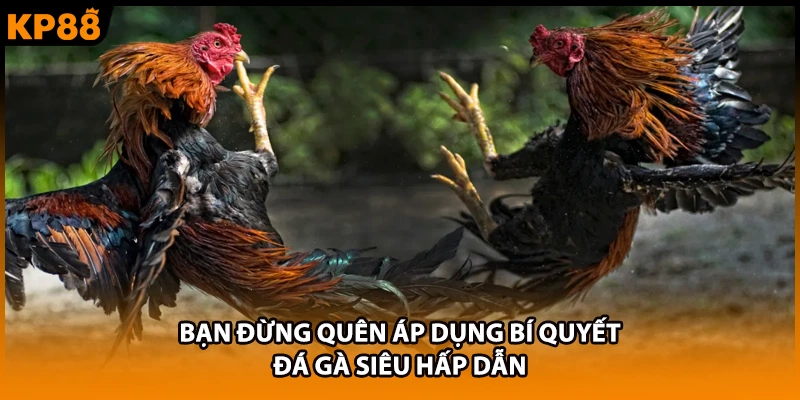Bạn đừng quên áp dụng bí quyết đá gà siêu hấp dẫn