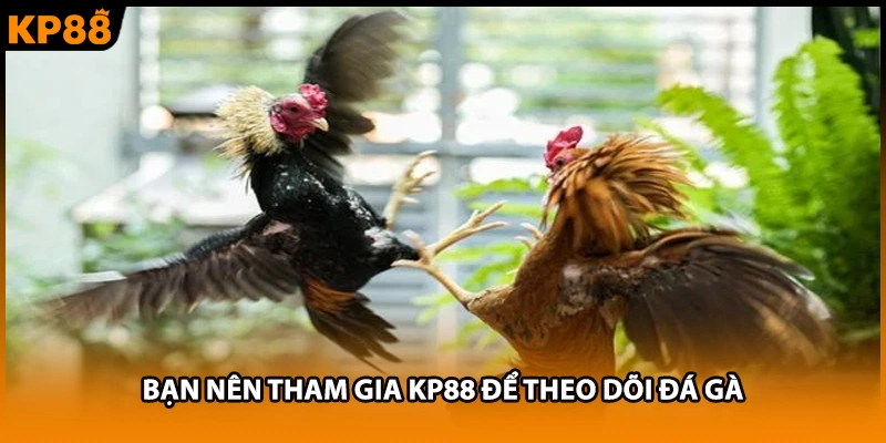 Bạn nên tham gia KP88 để theo dõi đá gà