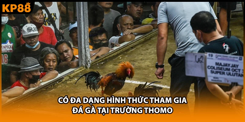 Có đa dạng hình thức tham gia đá gà tại trường Thomo
