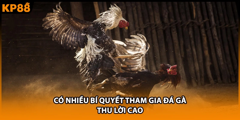 Có nhiều bí quyết tham gia đá gà thu lời cao