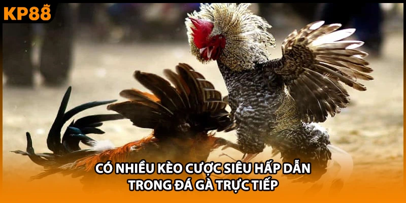 Có nhiều kèo cược siêu hấp dẫn trong đá gà trực tiếp