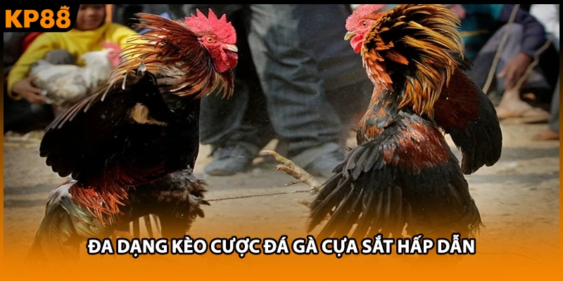 Đa dạng kèo cược đá gà cựa sắt hấp dẫn