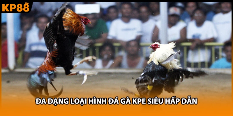 Đa dạng loại hình đá gà kpe siêu hấp dẫn