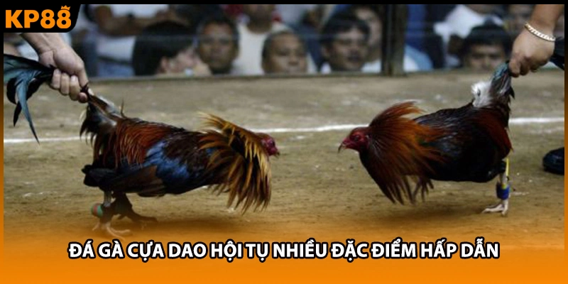 Đá gà cựa dao hội tụ nhiều đặc điểm hấp dẫn 