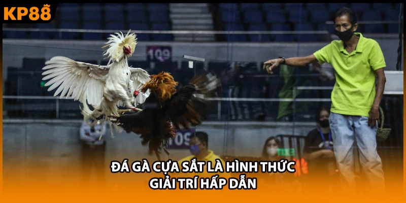 Đá gà cựa sắt là hình thức giải trí hấp dẫn