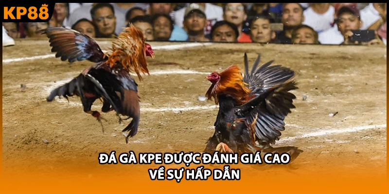 Đá gà kpe được đánh giá cao về sự hấp dẫn