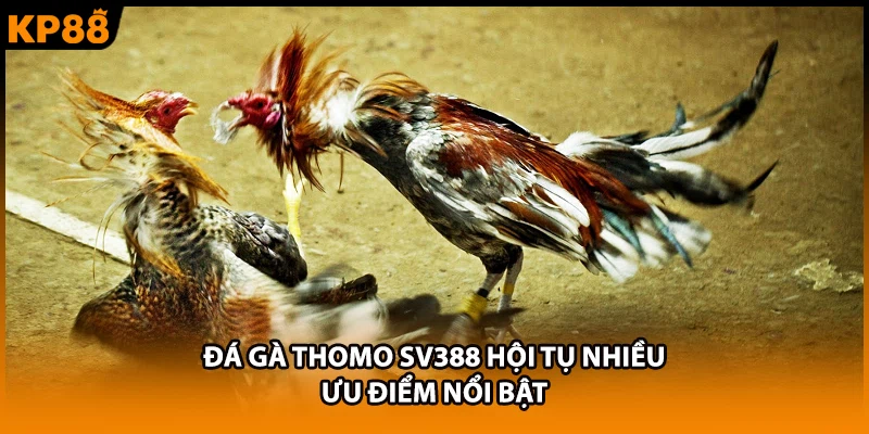 Đá gà Thomo SV388 hội tụ nhiều ưu điểm nổi bật