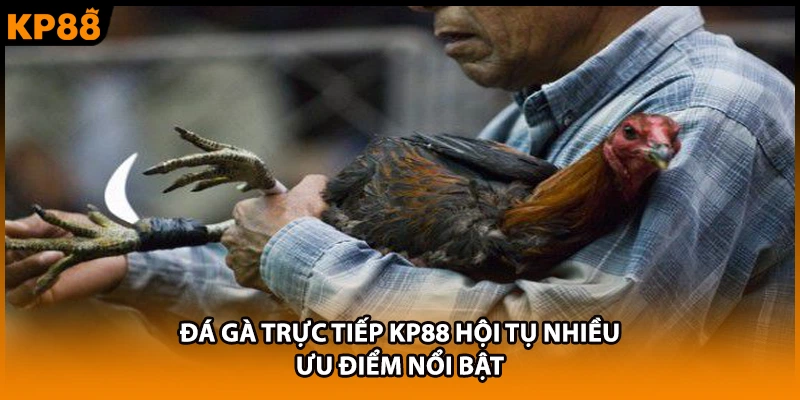Đá gà trực tiếp KP88 hội tụ nhiều ưu điểm nổi bật