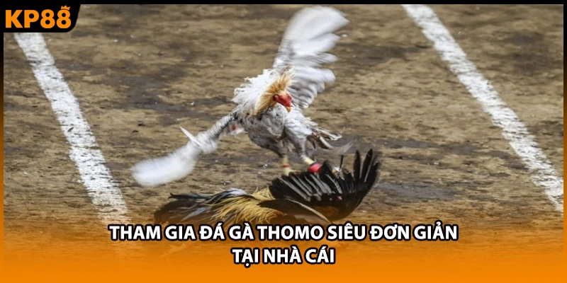 Tham gia đá gà Thomo siêu đơn giản tại nhà cái